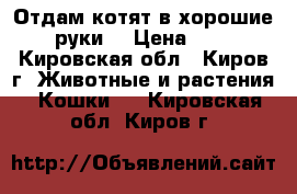 Отдам котят в хорошие руки. › Цена ­ 1 - Кировская обл., Киров г. Животные и растения » Кошки   . Кировская обл.,Киров г.